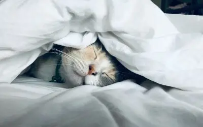 The Remarkable Power of Sleep for Recovery and Healing